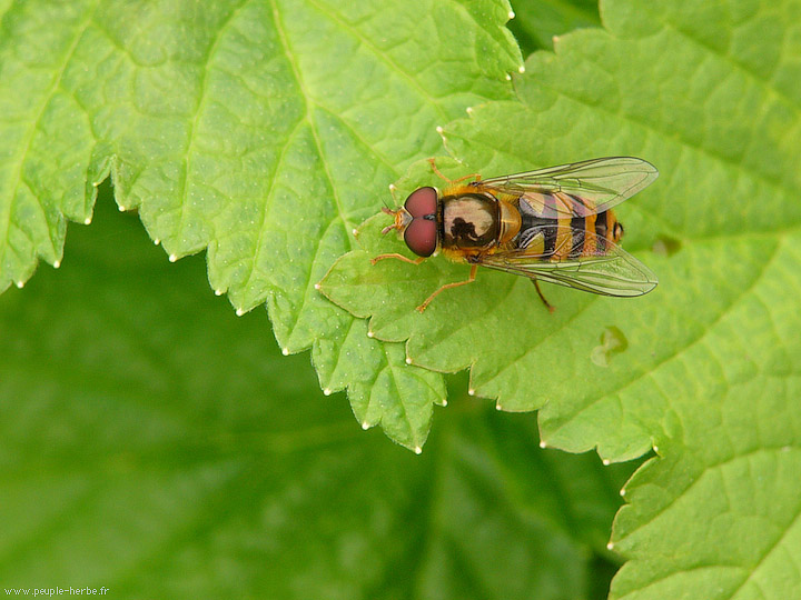 Photo macro Syrphe (Syrphidae)