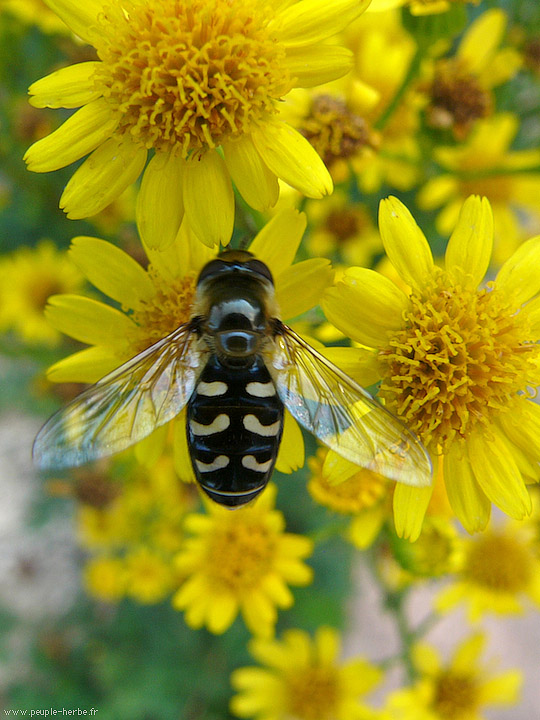 Photo macro Syrphe pyrastre (Scaeva pyrastri)