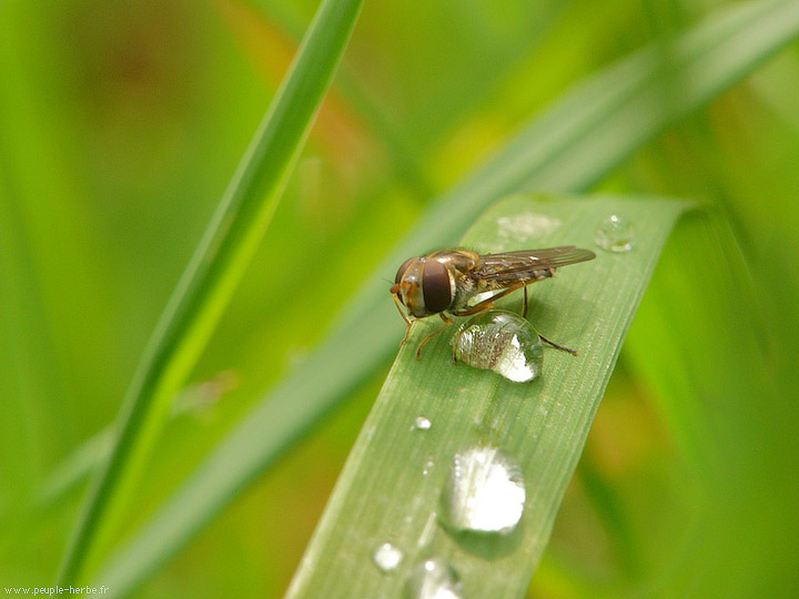 Photo macro Syrphe (Syrphidae)