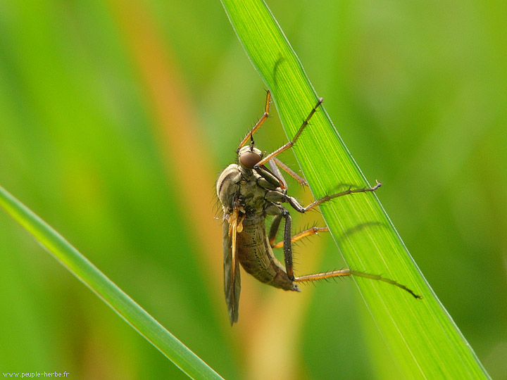 Photo macro Dolichopode (Dolichopodidae)