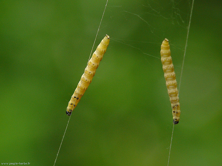 Photo macro Larves de tenthrèdes (Tenthrèdinoïdes)