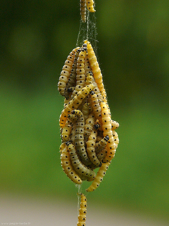 Photo macro Larves de tenthrèdes (Tenthrèdinoïdes)