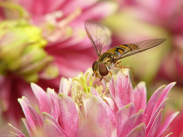 Photo macro Syrphe ceinturé (Episyrphus balteatus)