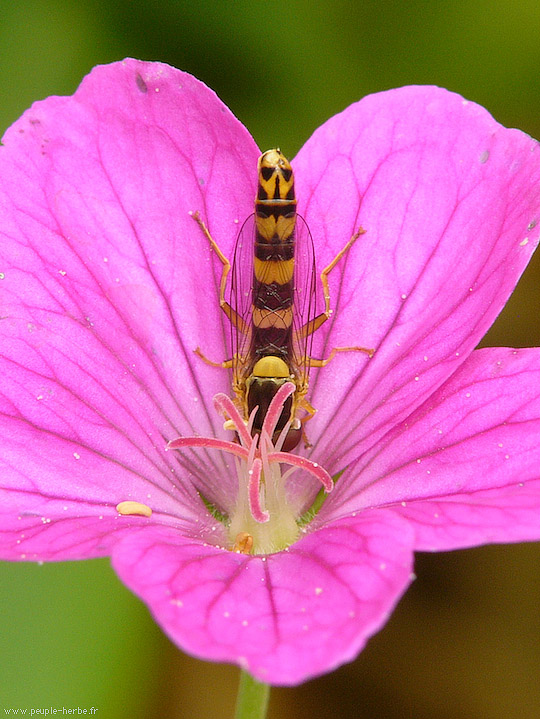 Photo macro Sphaérophore notée (Sphaerophoria scripta)