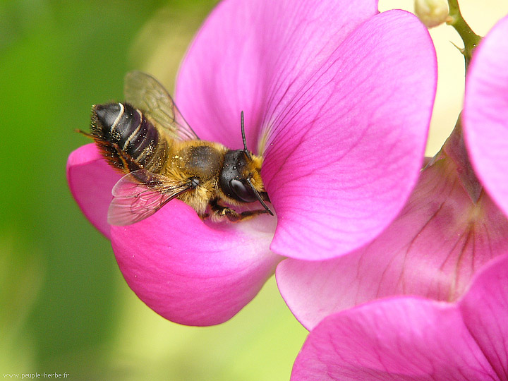 Photo macro Mégachile (Megachilidae)