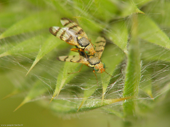 Photo macro Diptère (Diptera)