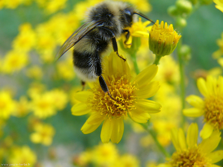 Photo macro Bourdon (Bombus sp.)