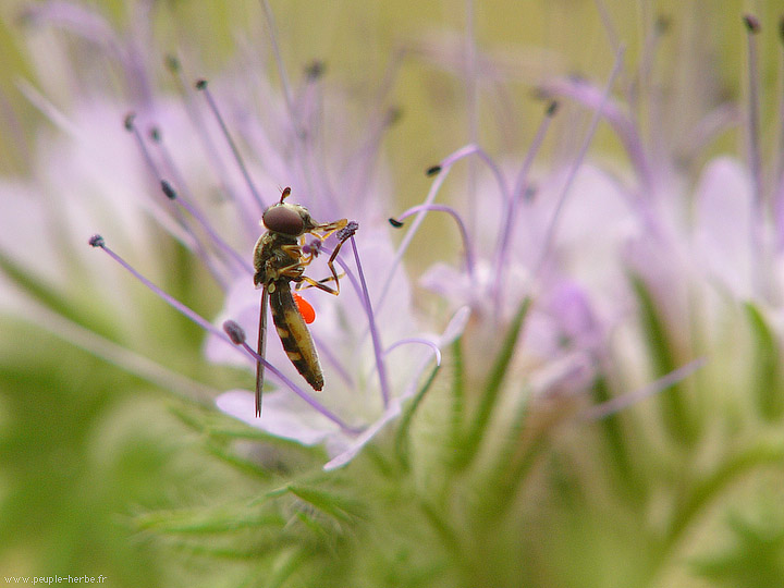 Photo macro Syrphe (Syrphidae)