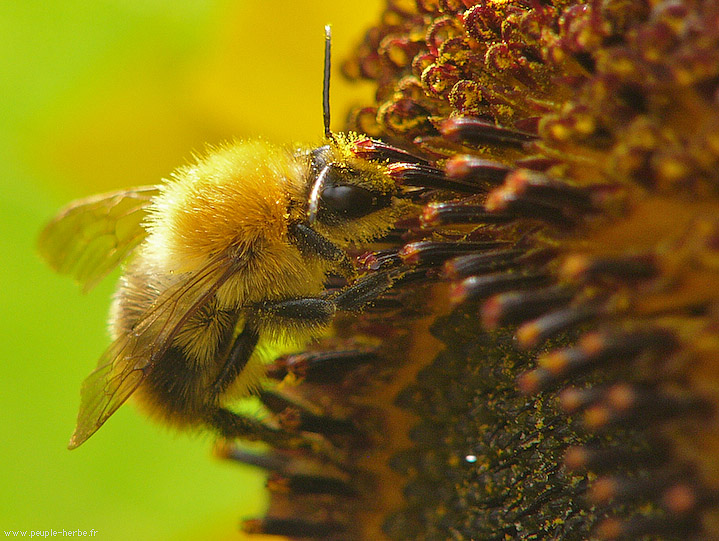 Photo macro Bourdon (Bombus sp.)