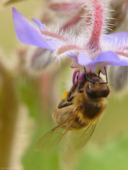 Photo macro Hyménoptère (Hymenoptera)