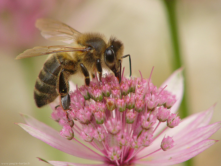 Photo macro Abeille domestique (Apis mellifera)