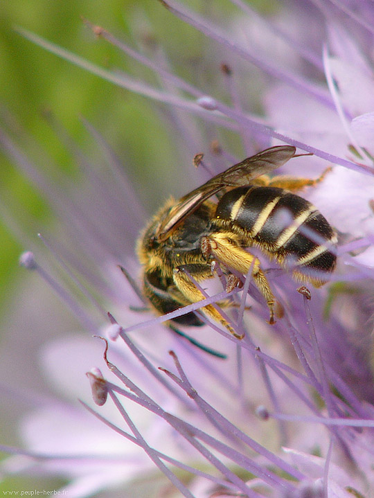 Photo macro insecte Halicte (Halictus sp.)