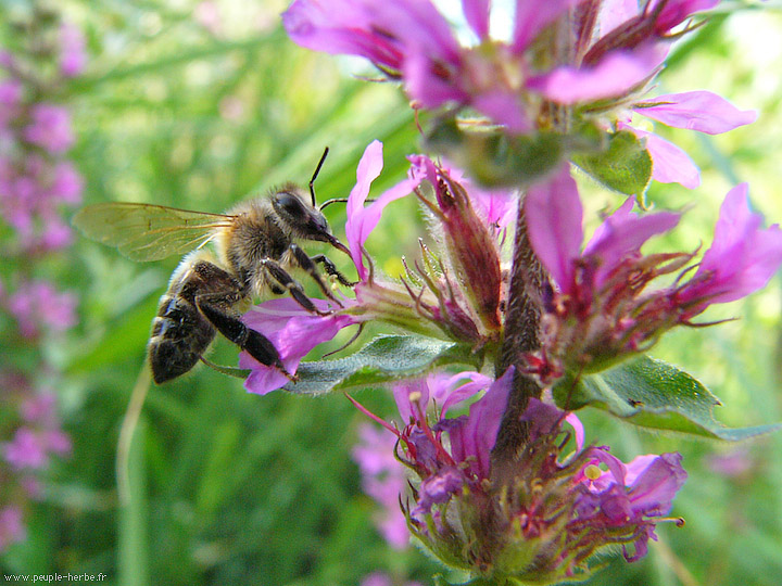 Photo macro Abeille domestique (Apis mellifera)