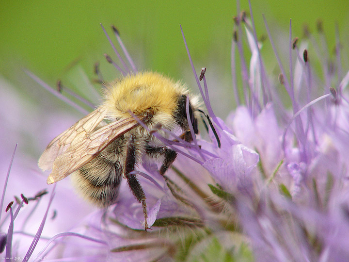 Photo macro Bourdon (Bombus sp.)