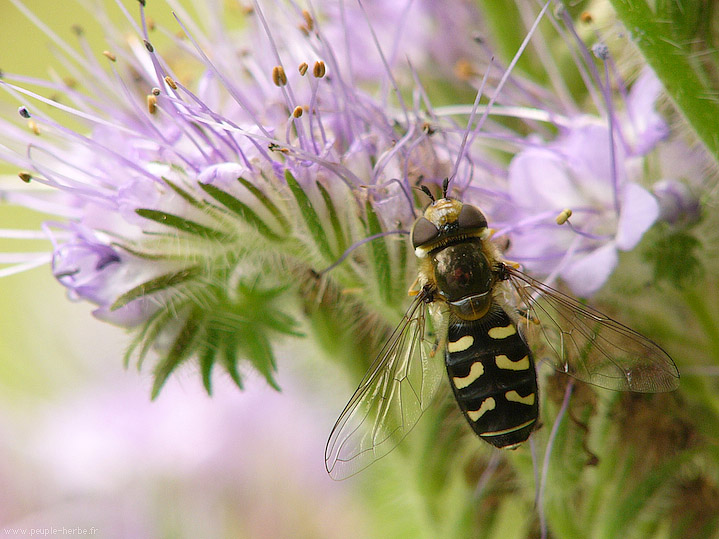 Photo macro Syrphe (Syrphidae)