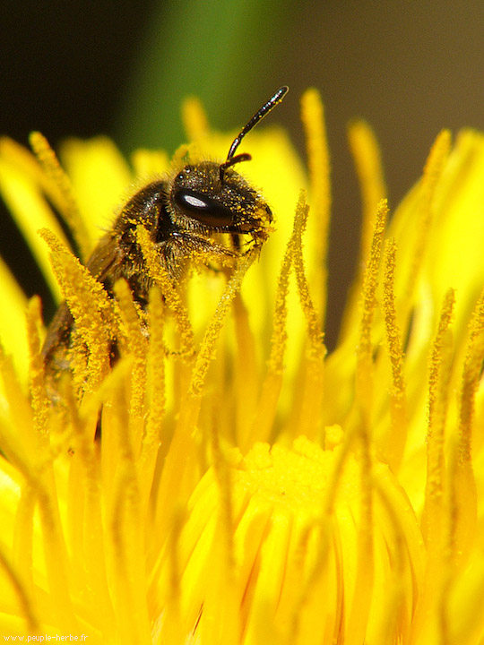 Photo macro Halicte à quatre ceintures (Halictus quadricinctus)