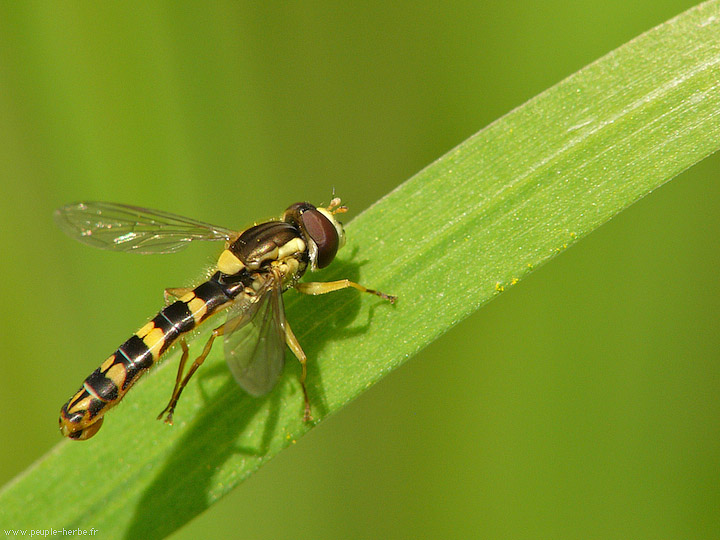 Photo macro Sphaérophore notée (Sphaerophoria scripta)