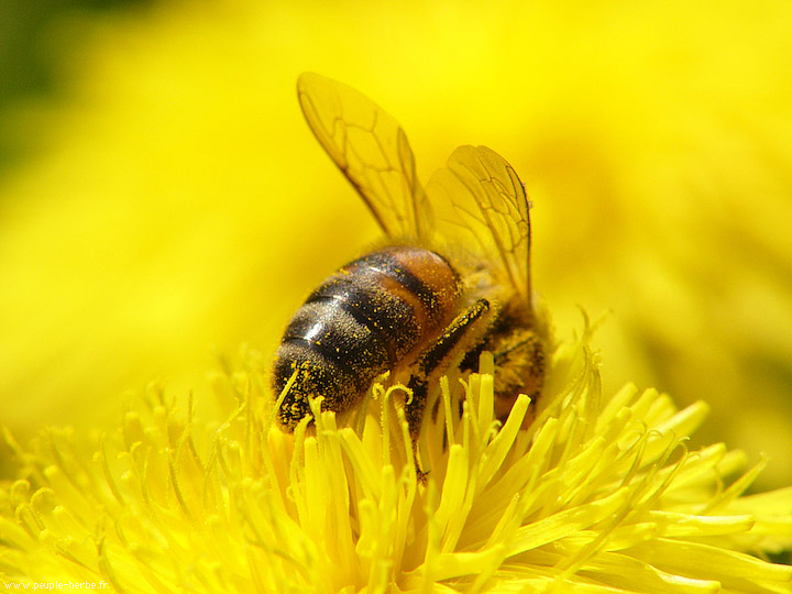 Photo macro Abeille domestique (Apis mellifera)