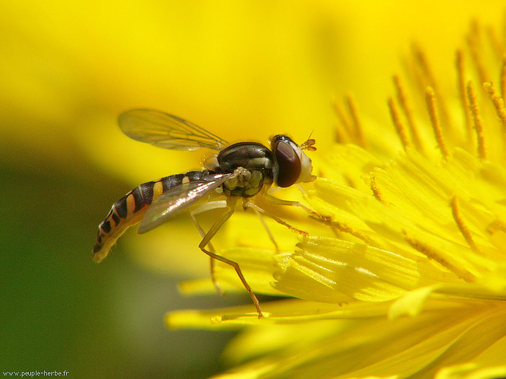 Photo macro Sphaérophore notée (Sphaerophoria scripta)