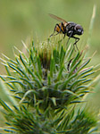 Mouche - Diptera - Macrophotographie