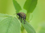 Mouche - Diptera - Macrophotographie