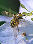 Syrphe - Syrphidae - Macrophotographie