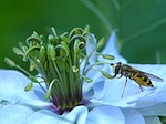 Syrphe - Sphecidae - Macrophotographie