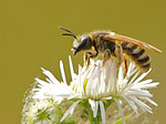 Halicte - Halictus sp. - Macrophotographie