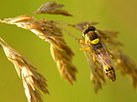 Sphaérophore notée - Sphaerophoria scripta - Macrophotographie
