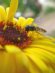 Syrphe ceinturé - Episyrphus balteatus - Macrophotographie