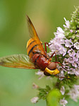 Volucelle zonée - Volucella zonaria - Macrophotographie