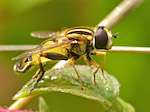 Hélophile - Helophilus trivittatus - Macrophotographie