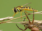 Syrphe - Syrphidae - Macrophotographie