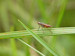 Diptère - Diptera - Macrophotographie