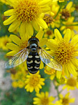 Syrphe pyrastre - Scaeva pyrastri - Macrophotographie