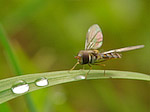 Syrphe - Syrphidae - Macrophotographie