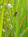 Dolichopode - Dolichopodidae - Macrophotographie