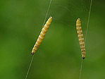 Larves de tenthrèdes - Tenthrèdinoïdes - Macrophotographie