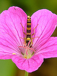 Sphaérophore notée - Sphaerophoria scripta - Macrophotographie