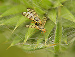 Diptère - Diptera - Macrophotographie