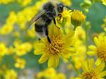 Bourdon - Bombus sp. - Macrophotographie