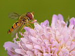 Syrphe ceinturé - Episyrphus balteatus - Macrophotographie