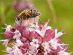 Eristale - Eristalis - Macrophotographie