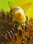 Bourdon - Bombus sp. - Macrophotographie