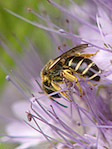 Halicte - Halictus sp. - Macrophotographie