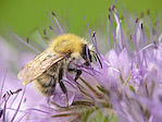 Bourdon - Bombus sp. - Macrophotographie