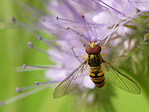 Syrphe ceinturé - Episyrphus balteatus - Macrophotographie