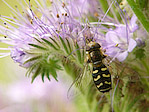 Syrphe - Syrphidae - Macrophotographie
