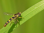 Sphaérophore notée - Sphaerophoria scripta - Macrophotographie