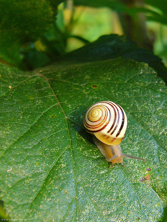 Photo macro Escargot des jardins (Cepaea hortensis)